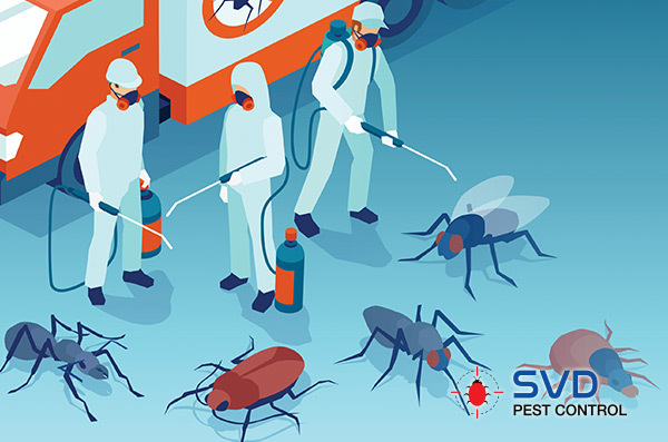 Termite Solutions