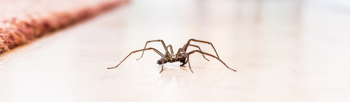 Spiders
