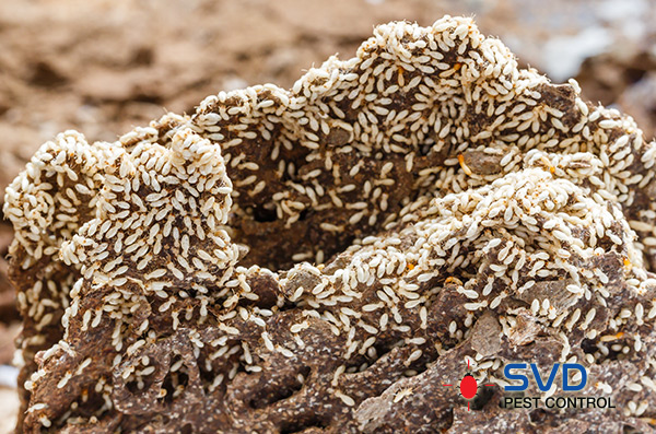 Termite Activity