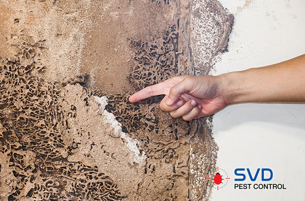 Termite Activity